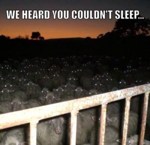 funny-pictures-heard-you-couldnt-sleep-sheep